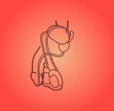 पुरुष नसबंदी